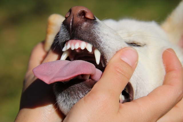 犬の舌
